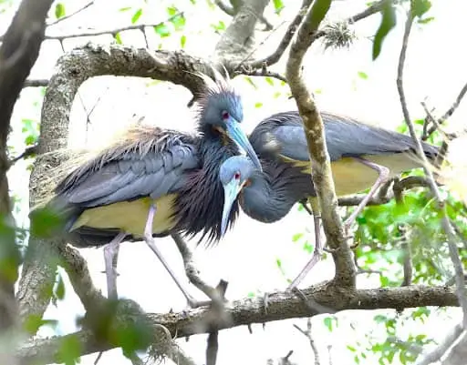 Tricolored Heron’s during their last breeding season at Brackenridge Park San Antonio, TX - Alesia Garlock
