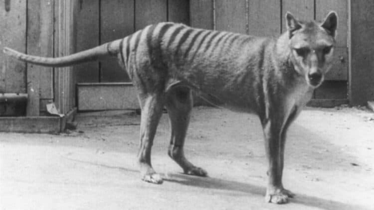Long-extinct Tasmanian tiger may still be alive and prowling the wilderness, scientists claim