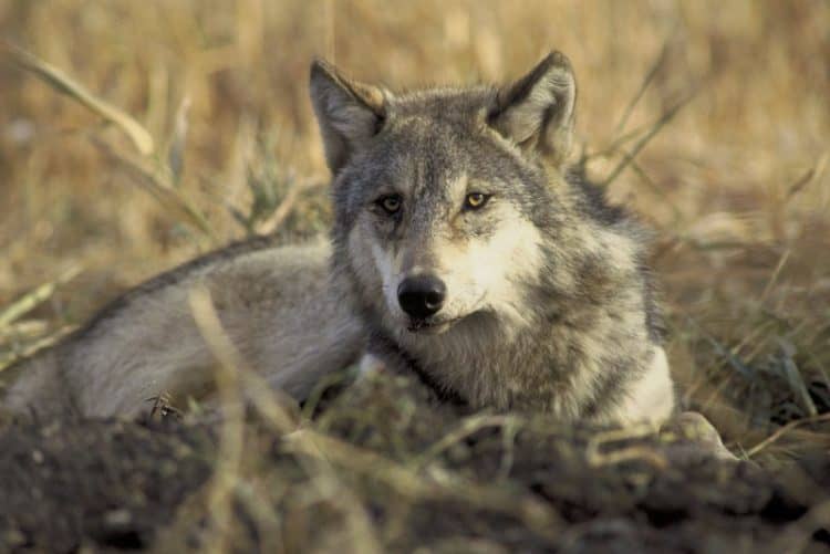 Washington Wildlife Agency Issues Kill Order on Another Endangered Wolf Pack