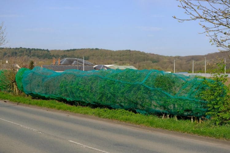 Watch – Developers slammed after setting ‘death traps’ for birds using netting to stop them nesting