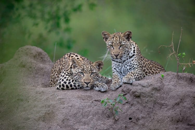 WATCH - Stolen leopard siblings rehabilitated and released
