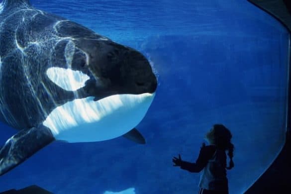 WATCH: World’s Loneliest Orca Bangs Head Against Tank in Heartbreaking Moment That Will Make You Cry