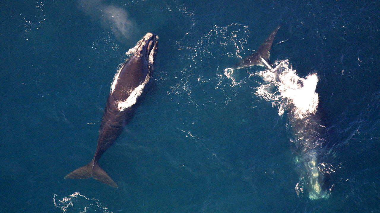 Watchdog Accuses Trump's NOAA of 'Choosing Extinction' for Right Whales by Hiding Scientific Evidence