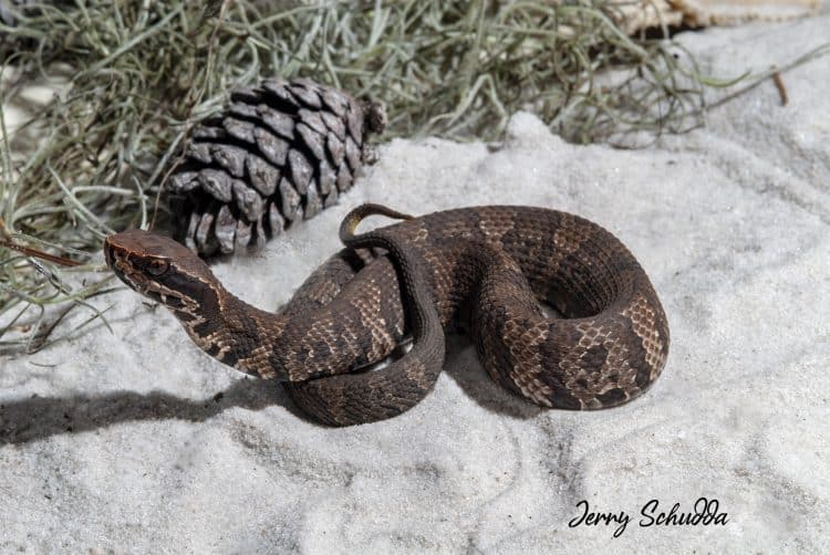 Water Moccasin Aka Cottonmouth