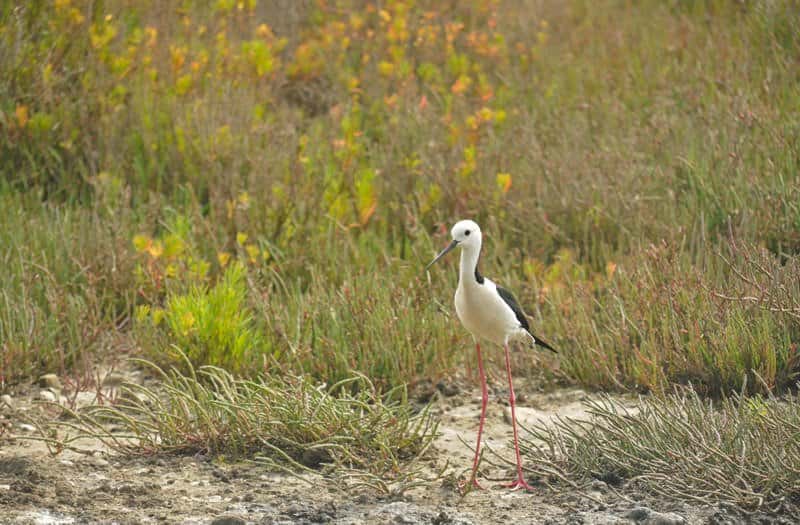 Waterbirds and migratory waders of Sydney Olympic Park