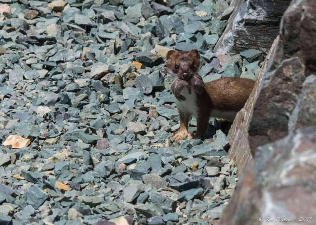 Weasel with Baby