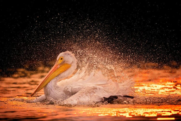 American White Pelican. Photo: Elizabeth Yicheng Shen/Audubon Photography Awards