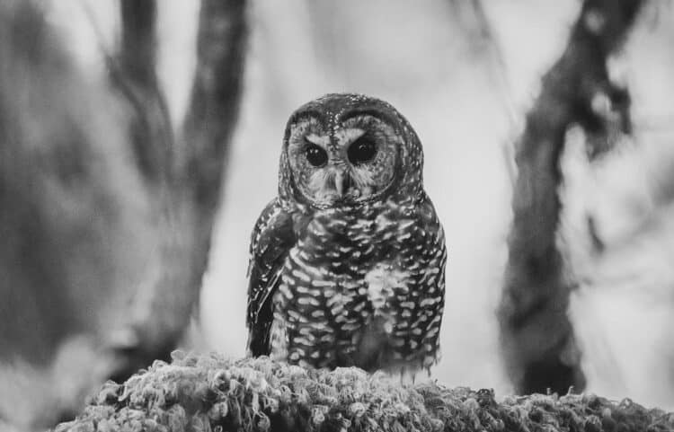 Decades of logging old-growth habitat have left the Northern Spotted Owl vulnerable to newer threats. Photo: Morgan Heim
