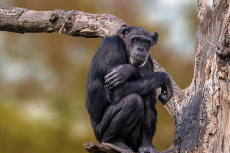 Côte d’Ivoire’s chimp habitats are shrinking, but there’s hope in their numbers