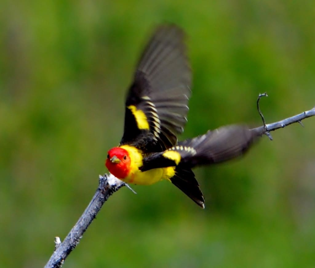 Western Tanager in Flight