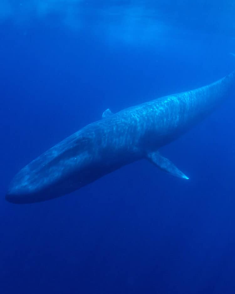 ADOBE STOCK / RICHARD CAREY A LARGE NUMBER OF BLUE WHALES, HUMPBACK WHALES, AND VULNERABLE SOUTHERN RIGHT KILLER WHALES ARE BEING KILLED BY SPEEDING SHIPS ALONG THE WEST COAST OF THE UNITED STATES.