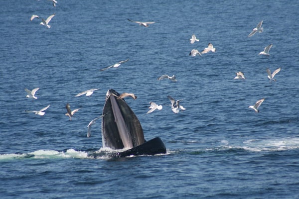 Whales teach each other new feeding behavior