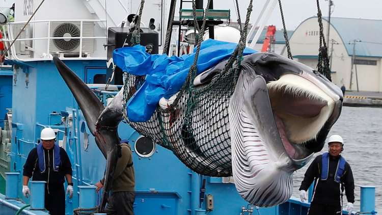 Japanese whaling industry on the brink of collapse: less demand, less subsidies for whale meat