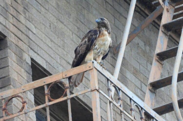 A red-tailed hawk in the Koreatown section of Los Angeles. A UCLA-led study concluded that there would be dramatic loss of diversity among bird species unless there are practical plans to preserve it. Credit: Nurit Katz/UCLA