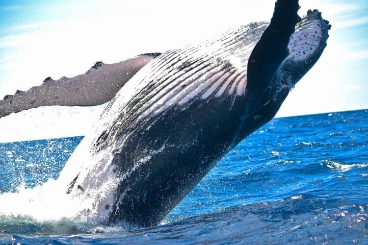 Diver Swallowed Whole by a Massive Humpback Whale; How Did He Survive?