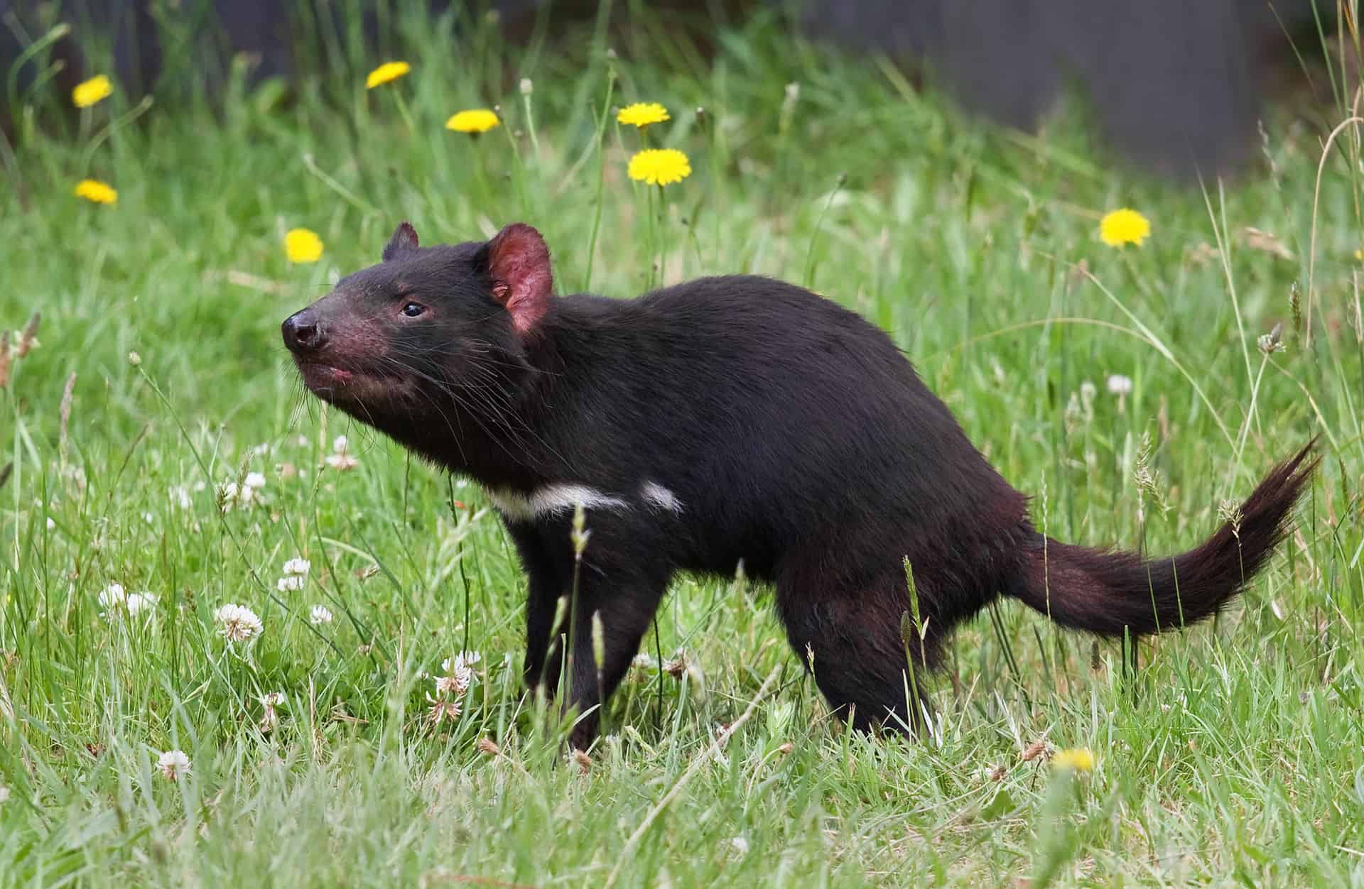 What is a Tasmanian devil? Candid Animal Cam meets the largest carnivorous marsupial in the world