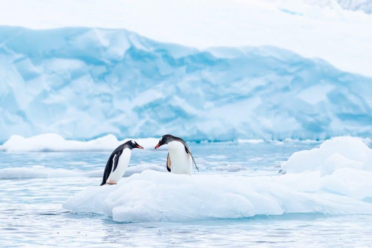 What Will Happen to the Penguin Population as Climate Change Worsens?