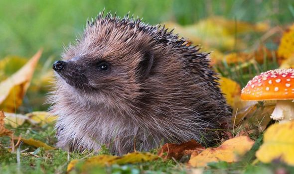 What you should NEVER feed hedgehogs - three top tips to helping wildlife