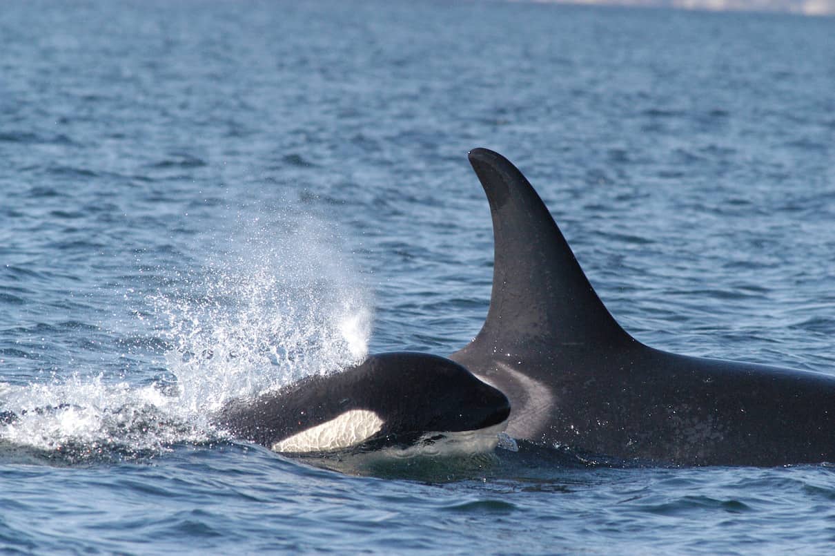 When Chinook salmon is off the menu, other prey will do for endangered orcas