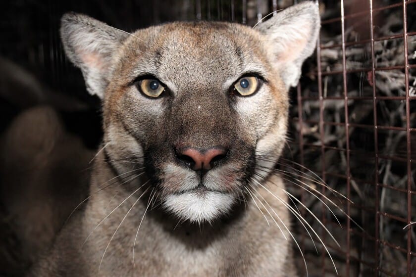 When will mountain lions in Los Angeles County stop being killed by cars and rat poison?