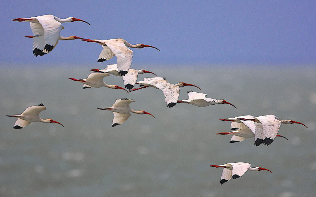 White Ibises Over the Gulf of Mexico