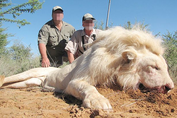 White lions face new extinction threat as trophy hunters offered cut-price deals