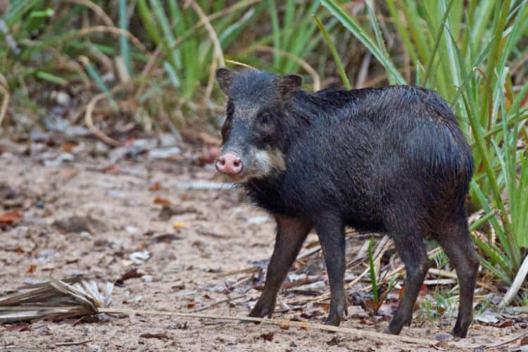 The white-lipped peccary is listed as vulnerable globally. Its range extends from the Amazon through Central America. In a recent paper, researchers assessed the current knowledge on disease threats and found a general lack of studies. Image by Blake Matheson via Flickr (CC BY-NC 2.0).