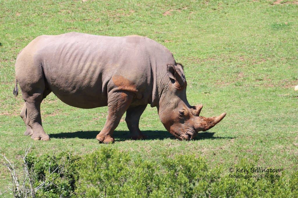Mud-coated White Rhino