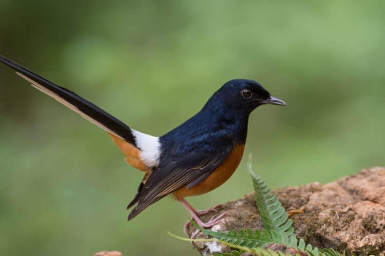 The white-rumped shama (Copsychus malabaricus) is heavily traded and threatened in Indonesia. Image by Jason Thompson via Wikimedia Commons (CC BY 2.0).