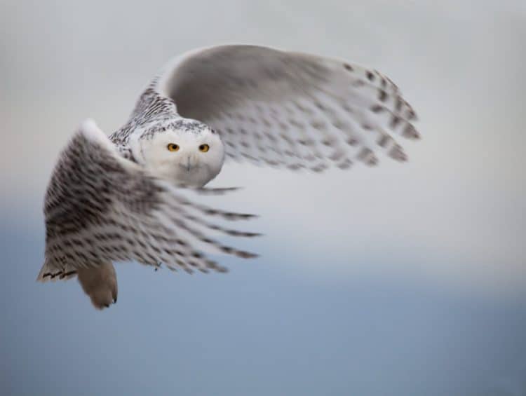 White Snowy Owl Spotted in Rare Sighting in Central Park!