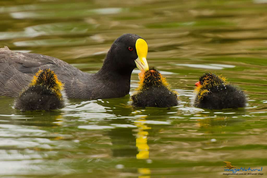 White-winged Coot Fulica leucoptera