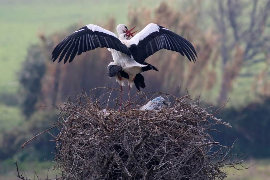 Love is All Around – White Storks Mating