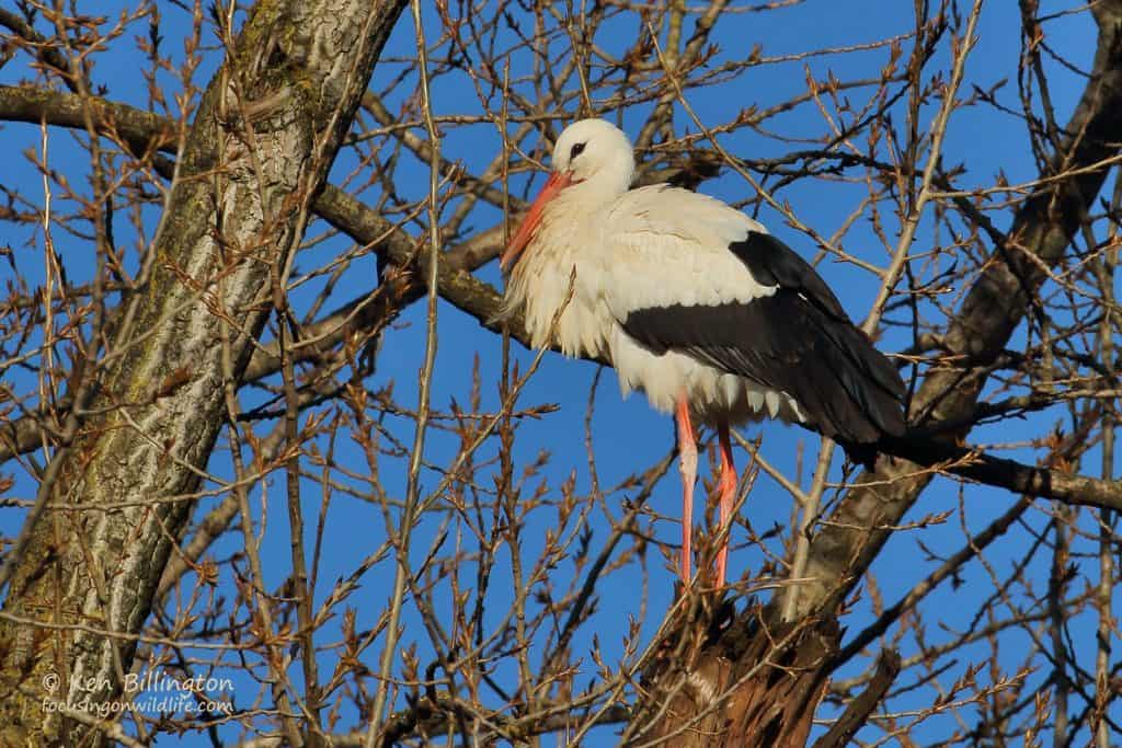 Stork in a Tree – White Stork (Ciconia ciconia)
