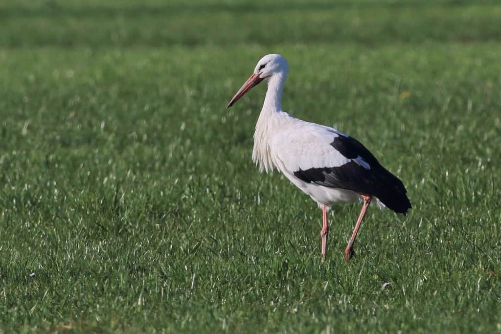 “Taking a Stroll” – White Stork