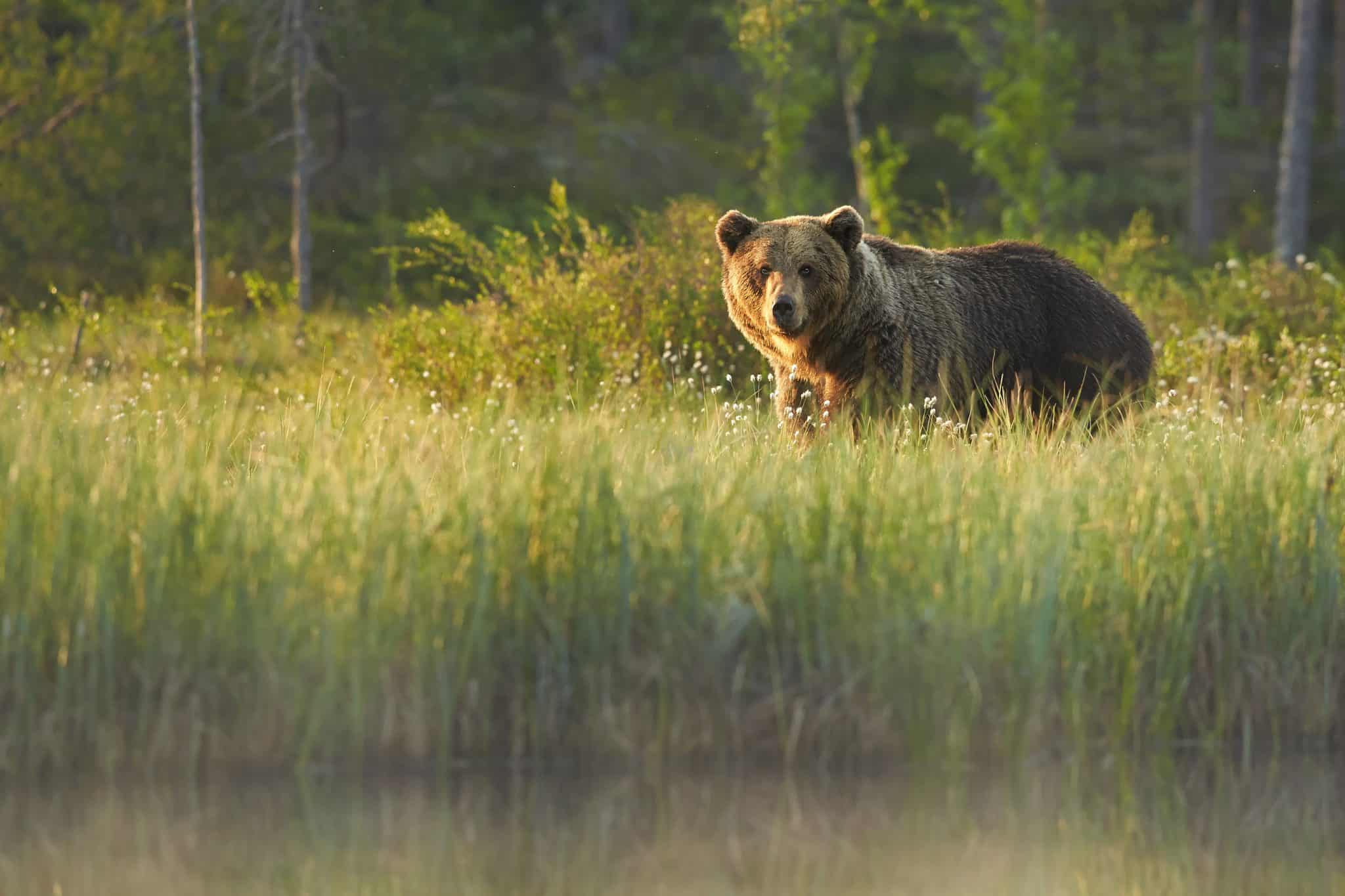 Who Decides How Your State’s Wildlife is Treated?