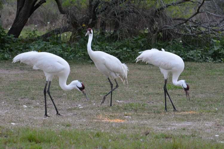 Those Poor Whooping Cranes May Never Be the Same Again