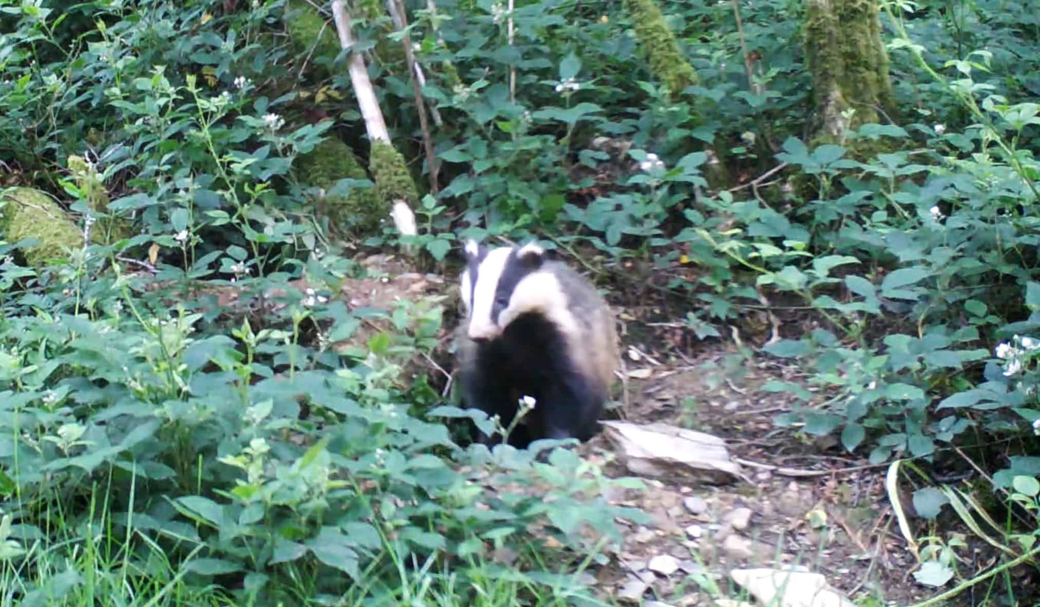 Why do Eurasian badgers live with foxes? Candid Animal Cam spots badgers