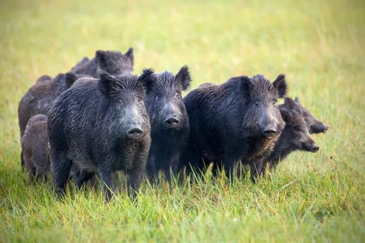 A herd of wild boars. Feral pigs in Canada may be about to move south of the border into the U.S. ISTOCK / GETTY IMAGES PLUS