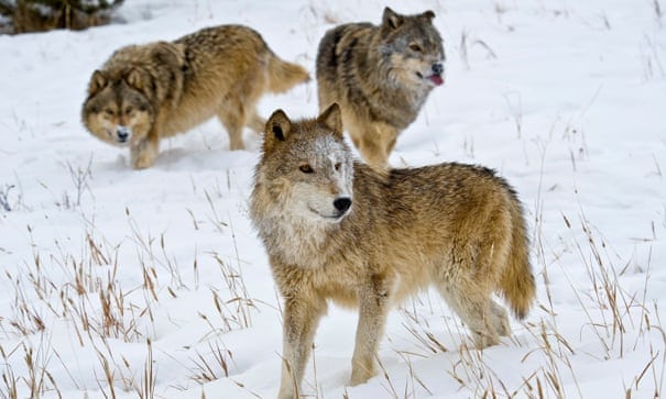 Petition: Trump administration ends gray wolf's endangered species protections