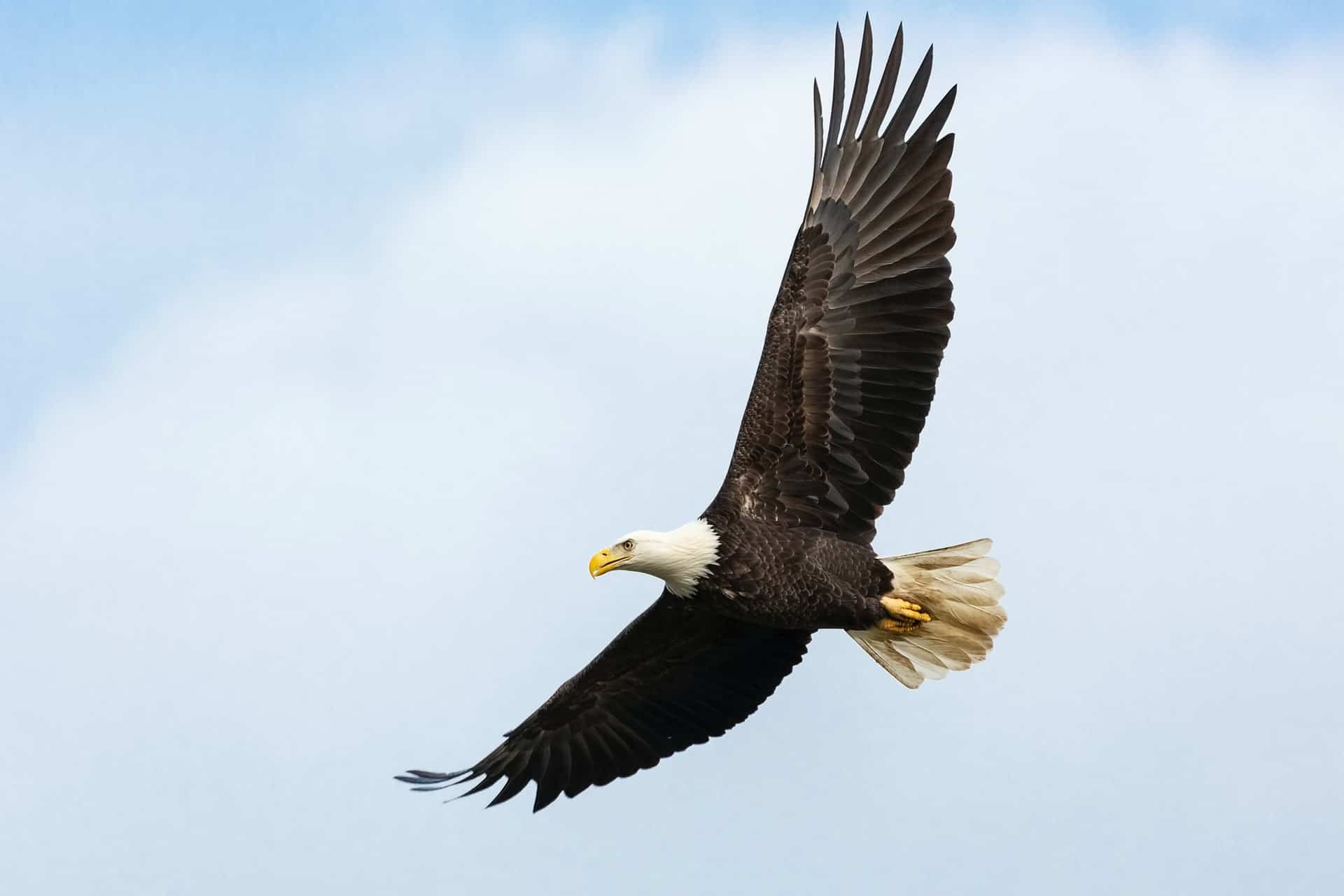 Wildlife Center Releases Rehabbed Bald Eagle