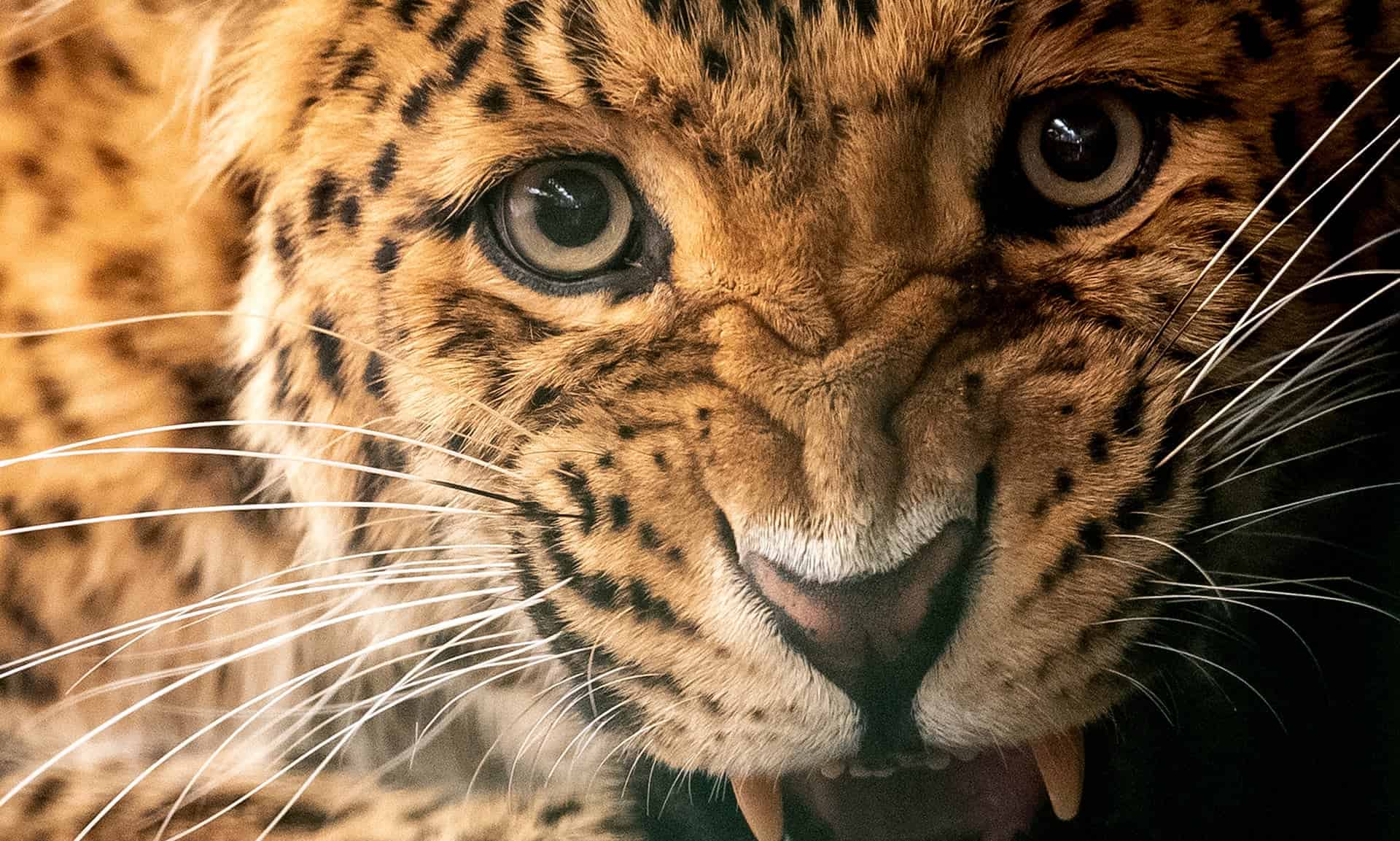 Wildlife traffickers target lion, jaguar and leopard body parts as tiger substitutes
