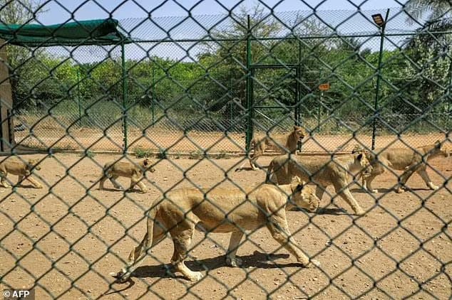 Lions seen in an enclosure at the Sudan Animal Rescue Centre south of the capital Khartoum in February 2022 are now in a critical situation according to their keepers due to the violence sweeping Sudan