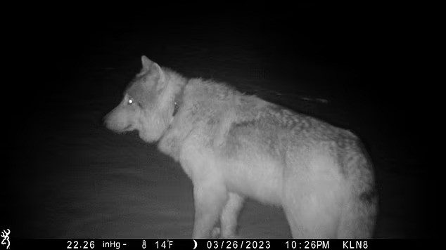 A gray wolf is seen in a trail camera image on the Sherman Creek Ranch, March 26, 2023, near Walden, Colorado. As state officials prepare to reintroduce wolves in western Colorado, a small number of the animals already have wandered in from Wyoming. (Don Gittleson via AP)