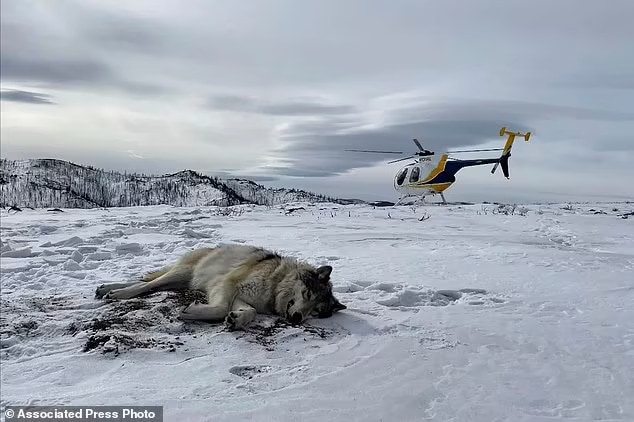 In February 2021, Colorado Parks and Wildlife staff tranquilized and placed a GPS collar on male gray wolf 2101 after it had been spotted in north-central Colorado traveling with the female gray wolf 1084 from Wyoming's Snake River Pack. (Eric Odell/Colorado Parks and Wildlife via AP)