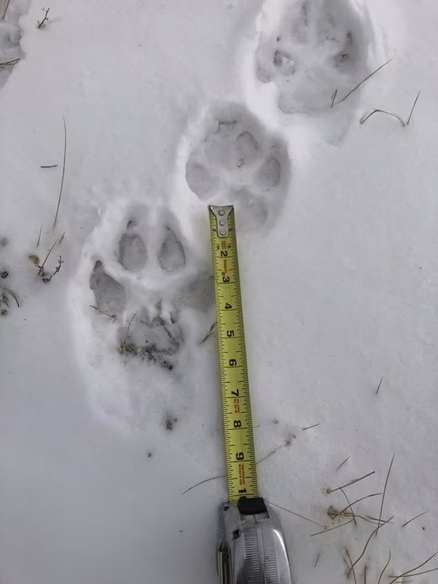 Wolf tracks are shown in the snow in this undated photo from the Sherman Creek Ranch near Walden, Colorado. The state plans to reintroduce 10 wolves in rural areas in coming weeks after voters approved a ballot measure to return the animals to the Democratic-led state. (Don Gittleson via AP)