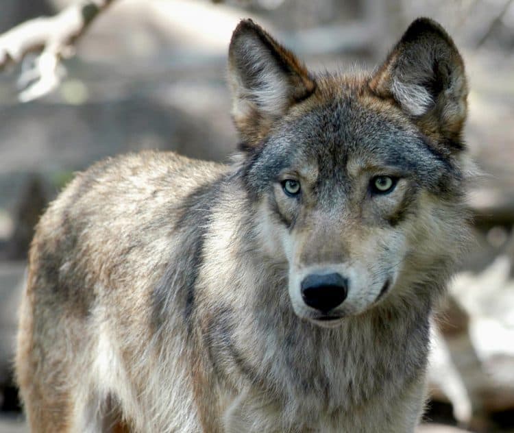 Wisconsin’s brutal wolf hunt shows hunters have too much sway over conservation policy