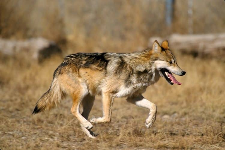 Mr. Goodbar, a Mexican gray wolf, prevented from finding a mate due to Trump's border wall