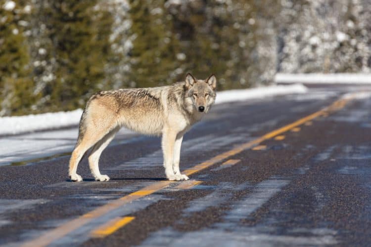 Record number of Yellowstone wolves hunted and trapped in Montana this season