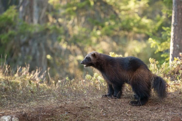 Human disturbance is pitting wolverines against an unlikely competitor: Coyotes