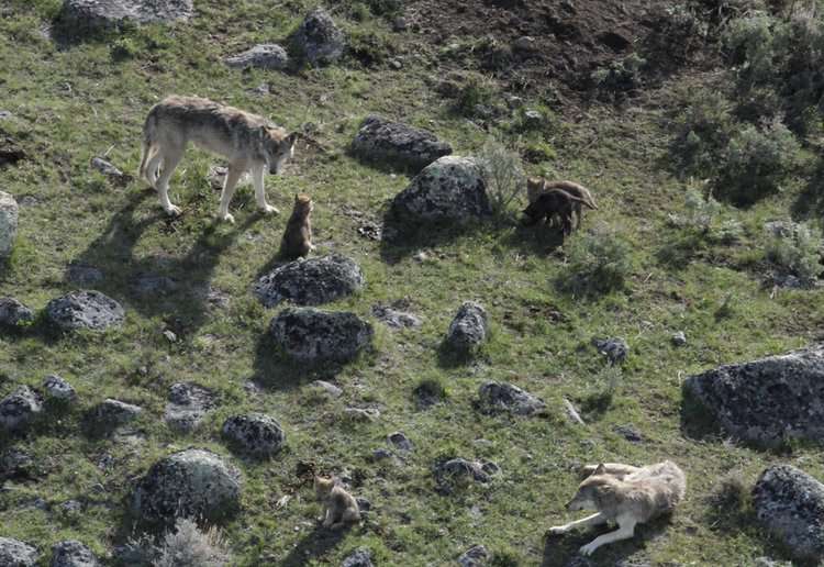 Wolves in Yellowstone National Park. Photo credit: National Park Service